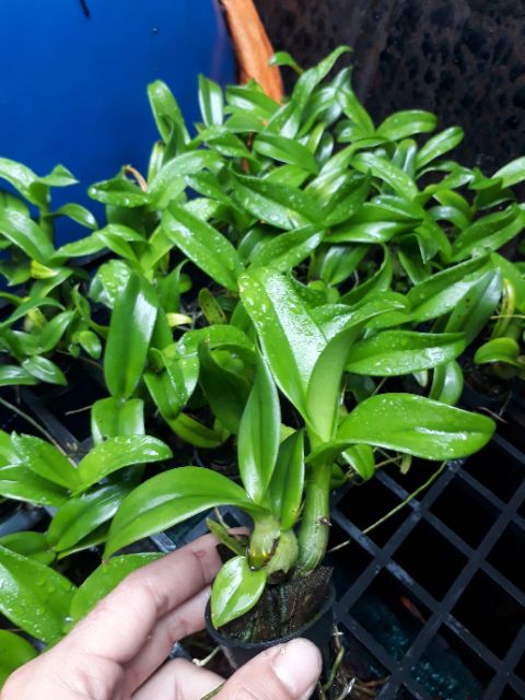 Hoa Lan Denro lai Cát lây za