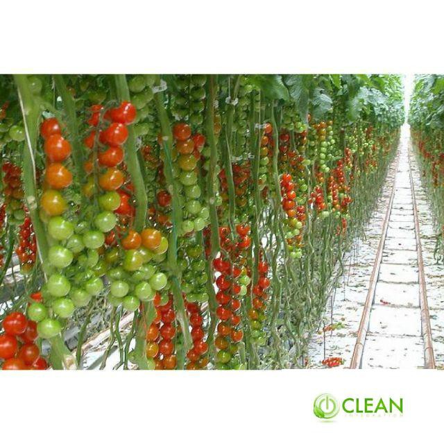 Hạt giống Cà Chua Bi Chùm 30 Hạt
