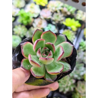 Sen đá viền đỏ size bầu - lỗi 1 đổi 1
