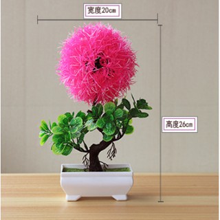 Combo 3 chậu hoa tú cầu trang trí