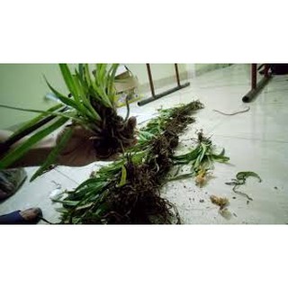 HÀI COOCI RỪNG NGHỆ AN
