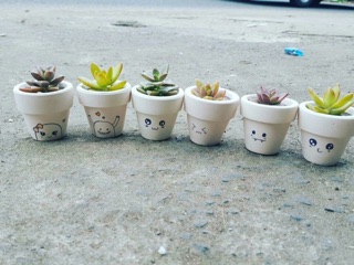 Chậu sen đá mini gốm trắng( cả chậu và cây )
