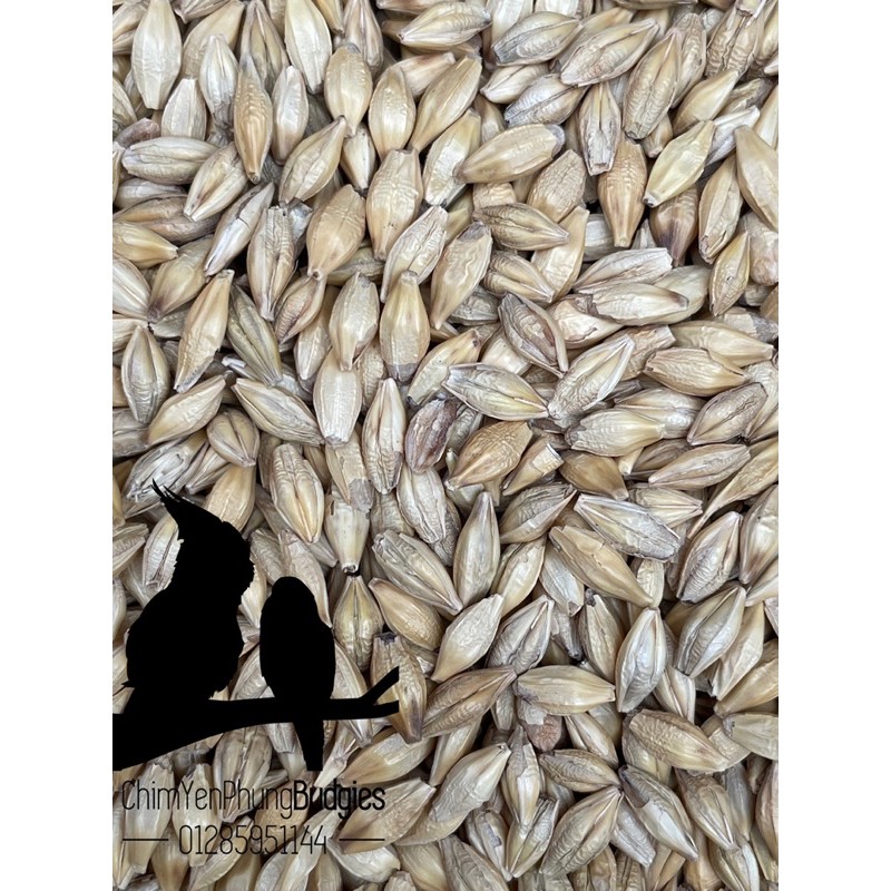 1kg hạt đại mạch (Barley Seed) dinh dưỡng cho Pet.