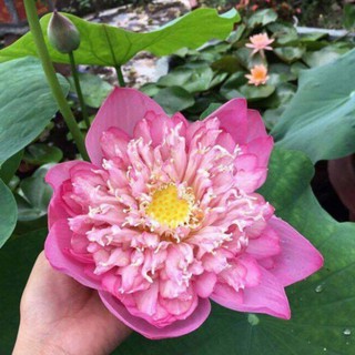 10 hạt giống sen quan âm hồng