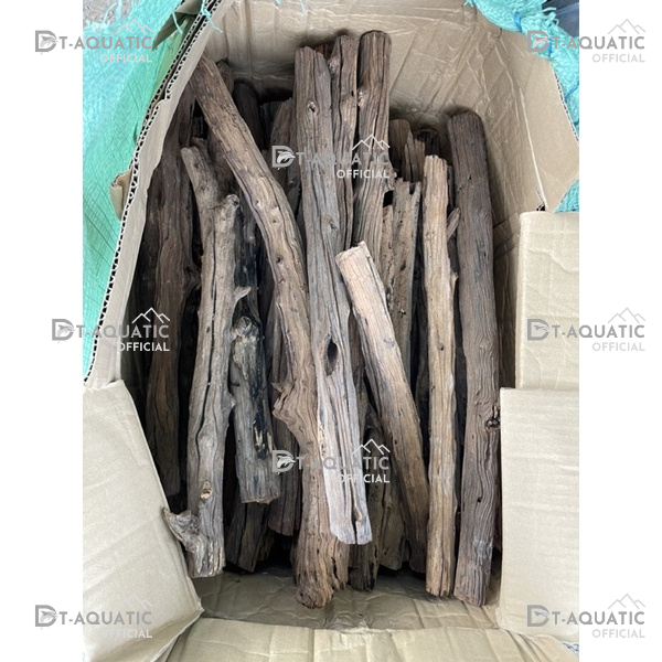 Lũa San Đá Thẳng (1kg) Trang Trí, Setup bể Thuỷ Sinh Phong Cách Rừng