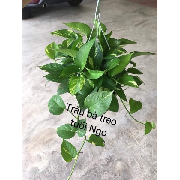 TUỔI NGỌ CÂY TRẦU BÀ TREO XANH RỦ VÀ ĐỐM RỦ
