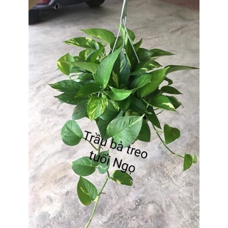 TUỔI NGỌ CÂY TRẦU BÀ TREO XANH RỦ VÀ ĐỐM RỦ
