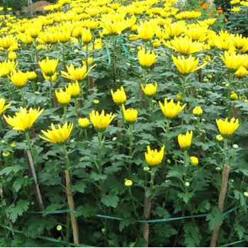 Phân bón Bật mầm chồi 60g. Kích bật chồi, bật lộc, Xanh lá khỏe cây