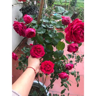 Hoa Hồng Leo Pháp_ĐÚNG MẶT HOA