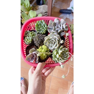 Combo 8 cây sen bầu chỉ 100k |freeship| mix ngẫu nhiên