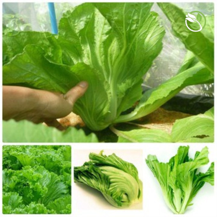Hạt Giống Cải Bẹ Dưa  Phú Nông - Gói 20g - Head Mustard