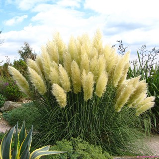 Hạt giống Lau cảnh (Cortaderia Selloana)