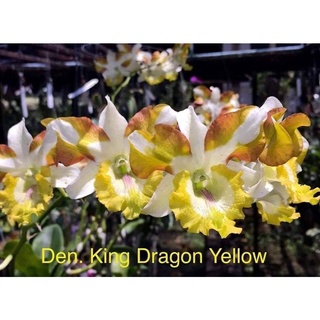 Hoa lan den lai cat mắt phụng vàng