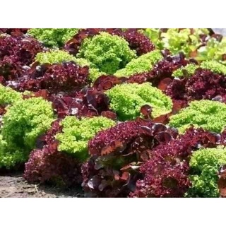 Gói 5gr hạt giống xà lách mix