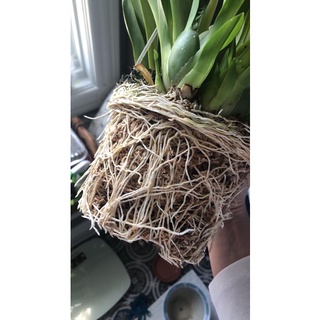 Thuốc kích rễ root90 siêu kích rễ nhập khẩu Mỹ