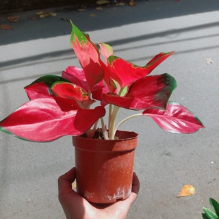 Vạn Lộc Đỏ