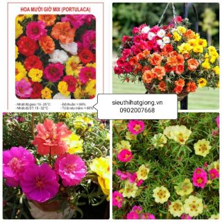 1000 hạt giống mười giờ mỹ mix màu - Rau củ quả trồng tại vườn, sân thượng, nông trang, ban công