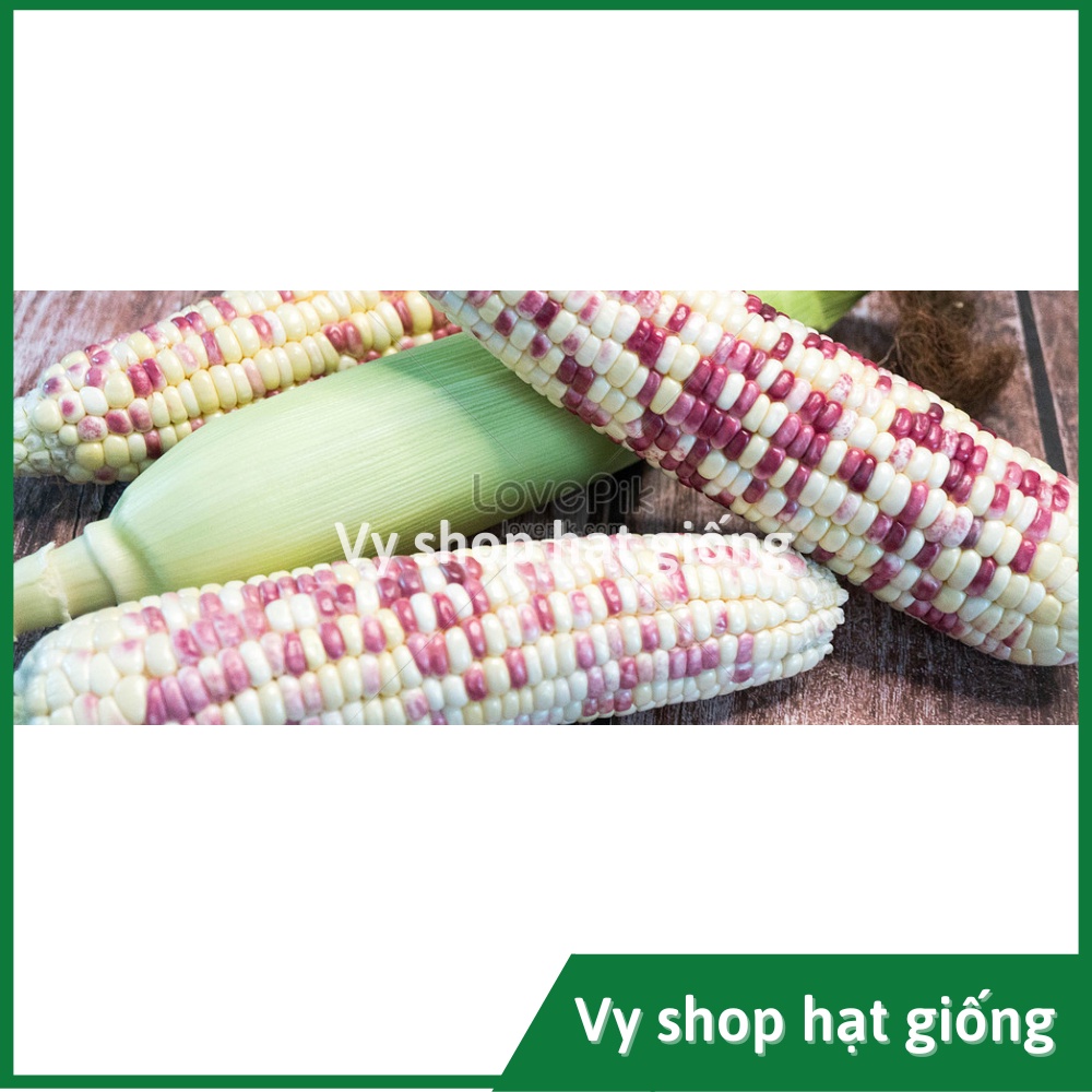 Hạt giống ngô nếp  cẩm hồng Thái Lan gói 70 hạt