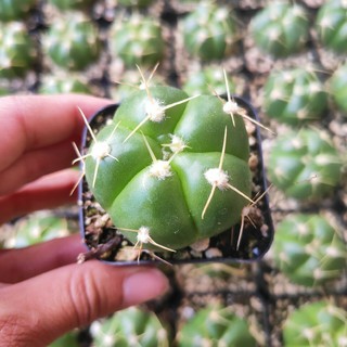 Xương rồng Gymnocalycium Horstii (Bánh Bao)