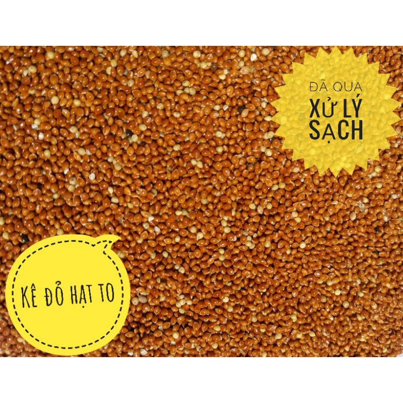 0.5KG ~ 1KG HẠT KÊ BÓNG ĐỎ TO - KÊ ĐỎ HẠT TO ĐÃ QUA XỬ LÝ SẠCH