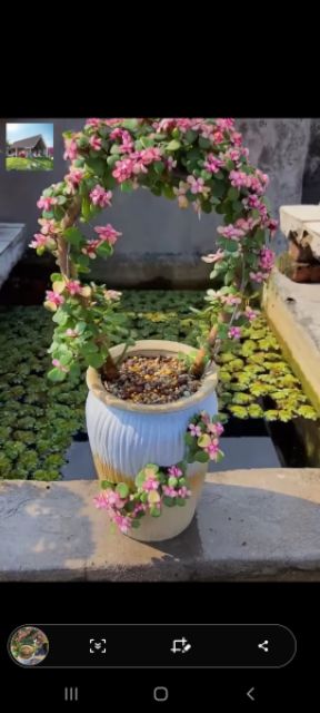 20 Hạt Giống Sen Đá Anh Đào Chịu Nhiệt Chịu Hạn Tốt