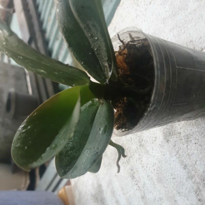 hồ điệp hoa nhiều màu: 3 chậu hồ điệp giống trưởng thành