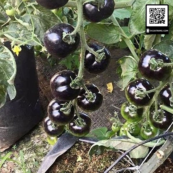Hạt giống cà chua đen cherry - Gói 0.1g