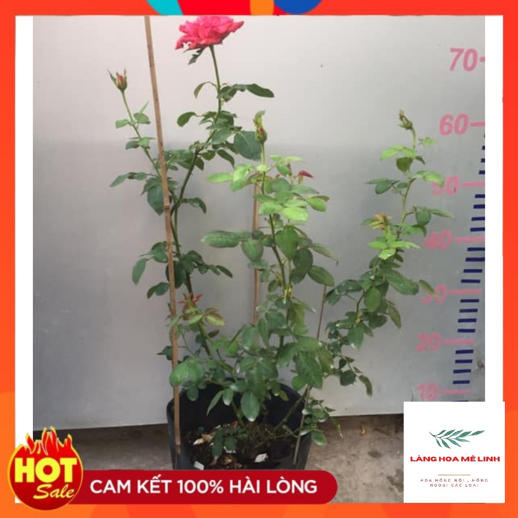 Hoa hồng bụi Red Intuition rose[️ĐỘT BIẾN ️]- đỏ sọc, đỏ sẫm. loại hoa hồng này có khoảng 31 đến 39 cánh hoa, mùi thơm