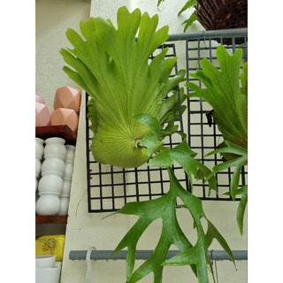 Cây ổ rồng - cây đã thuần dưỡng (Platycerium grande)