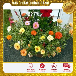 Hạt Giống Hoa Mười Giờ (30 hạt)