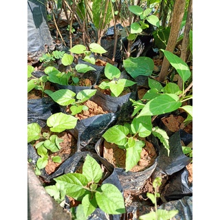 Cây giống la hán quả
