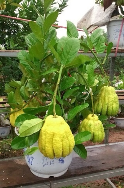 Cây giống phật thủ