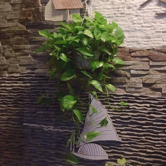 CÂY TRẦU BÀ ( GIỎ TREO )