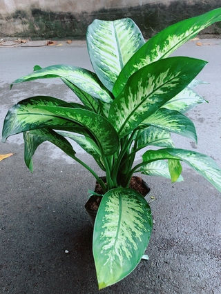 Vạn Niên Thanh Size Lớn