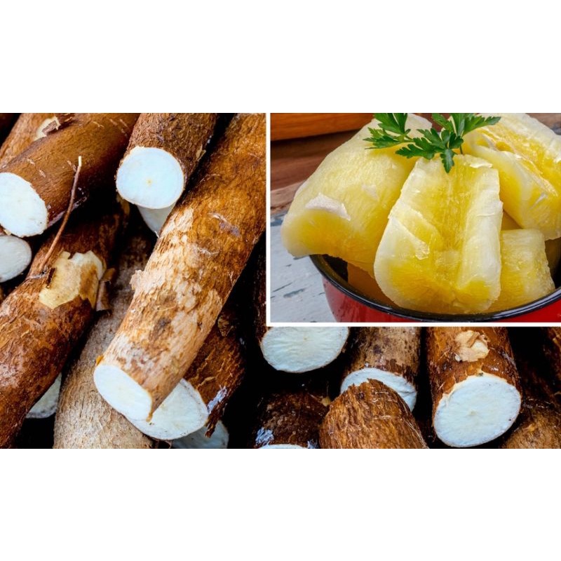 Củ khoai mì dẻo  mới nhổ vàng nhạt