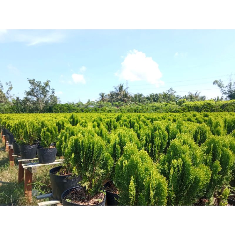 Cây Trắc Bách Diệp