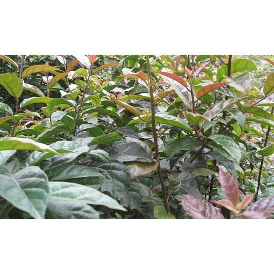 Xạ đen chuẩn rừng hoà bình 1kg