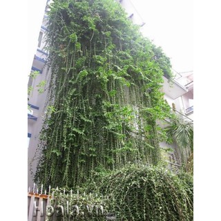 Cúc tần Ấn Độ ( cây dây leo , rủ ).