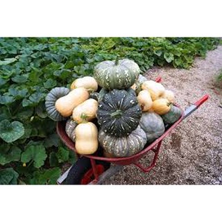 Hạt giống Bí Đỏ Da Cóc