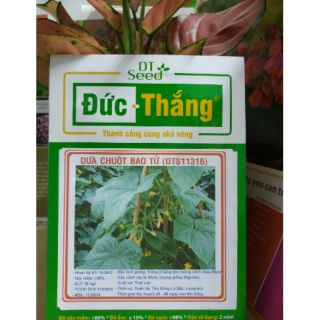 HẠT GIỐNG DƯA CHUỘT SIÊU QUẢ - Rau củ quả trồng tại vườn, sân thượng, nông trang, ban công