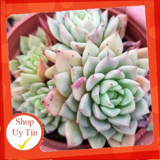 sen đá Hồng kim bụi🍏 |FREESHIP| 🔥 XỨ NÓNG, ĐÃ THUẦN KHÍ HẬU, KHOẺ ĐẸP 🍏 LỖI 1 ĐỔI 1
