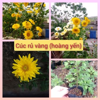 Cúc vàng rủ bông to mua 10tặng 1