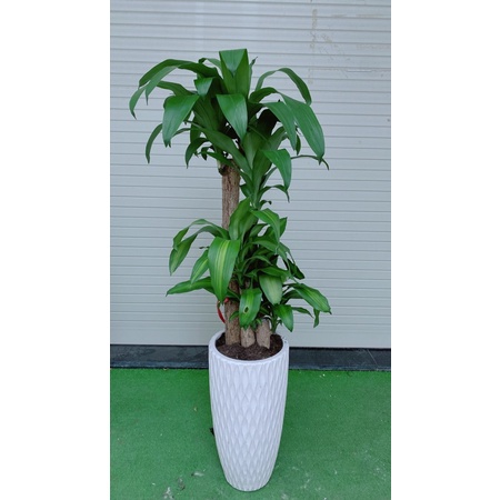 Chậu Cây Thiết Mộc Lan