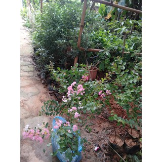 Cây giống hoa Tường Vy
