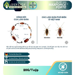 Diệt Gián Maxforce Forte - 20gram - Bayer - Pháp