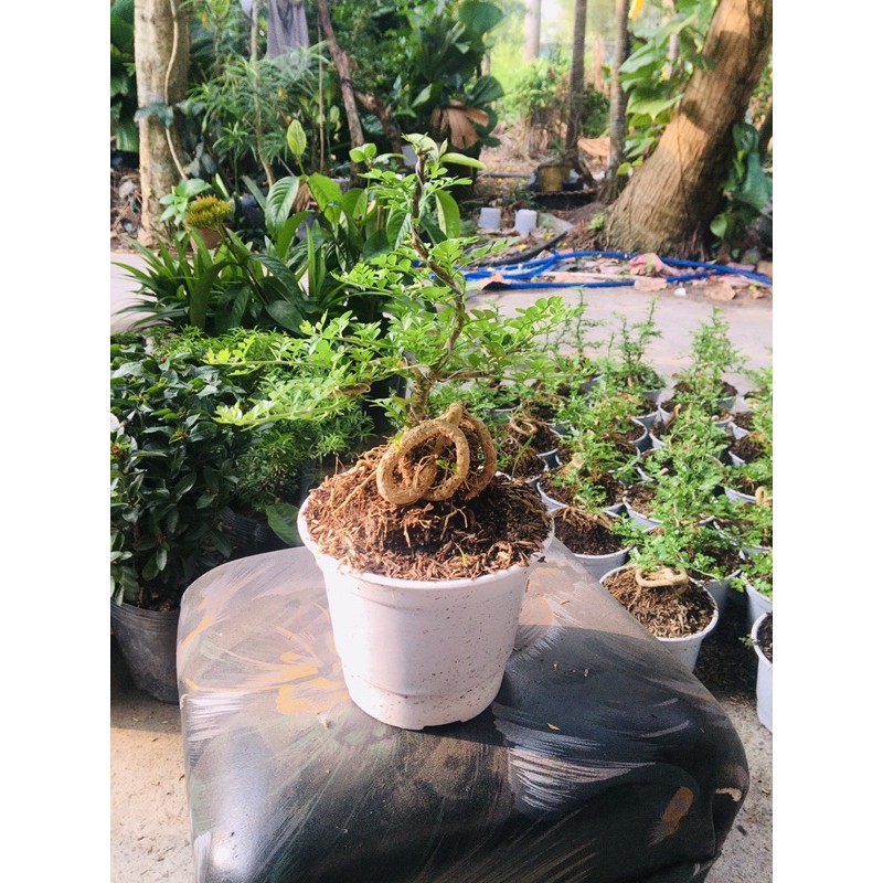 cần thăng mini