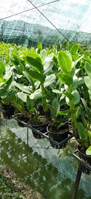 Hoa lan Denro nắng Hoàng long