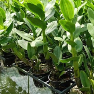 Hoa lan Denro nắng Hoàng long