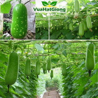 Hạt Giống Bầu Sao Lai F1 Siêu Trái - 10 Hạt