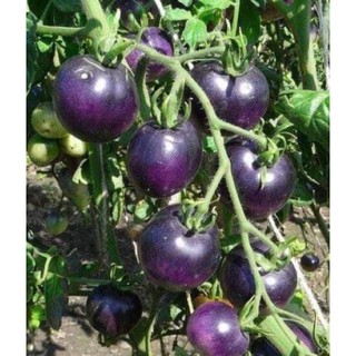 [Big Sale] Hạt giống cà chua tím (purple tomato)